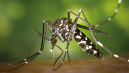 Moustique tigre – distribution de larvicide
