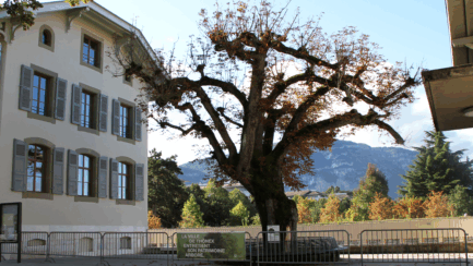 Abattage d’un arbre malade devant la Mairie
