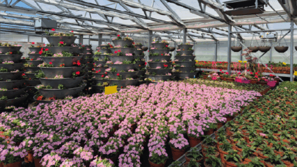 Concours fleuris des communes genevoises