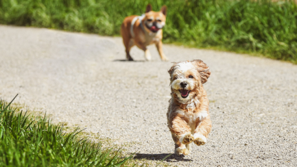 Ouverture d&rsquo;un parc canin provisoire